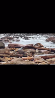 More fascinating behaviour from Kommetjie’s resident otters, captured recently at the Kom.What looks like a playful spin is actually something far more deliberate – a scent-marking ritual often referred to as the ‘poo dance’. Otters use a mix of urine and anal jelly to mark territory, leaving behind a surprisingly complex chemical signature that can even carry their full DNA profile.A small, strange, and remarkable glimpse into the hidden language of the wild, right on our doorstep.Video: Jemima McGuinnessInsight: Brett Glasby#kommetjielife #kommetjie #otters #capepeninsula natureupclose