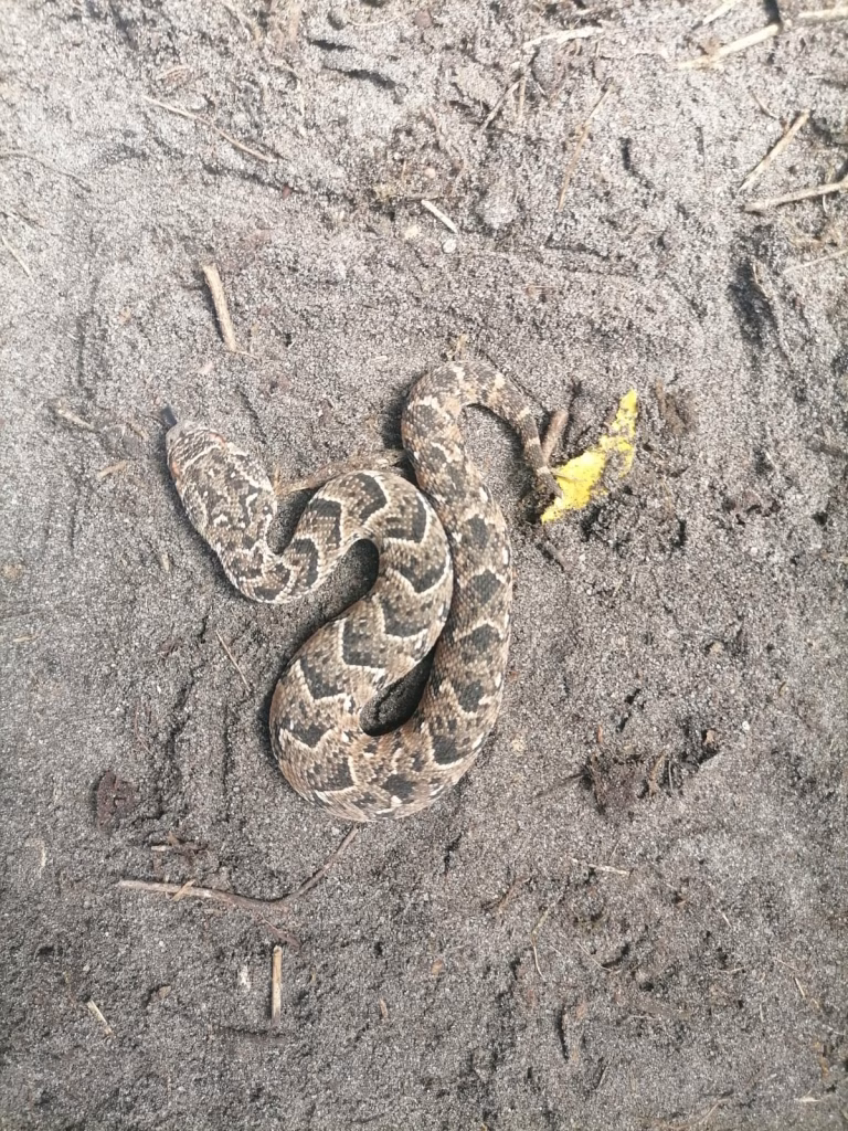 puff adder