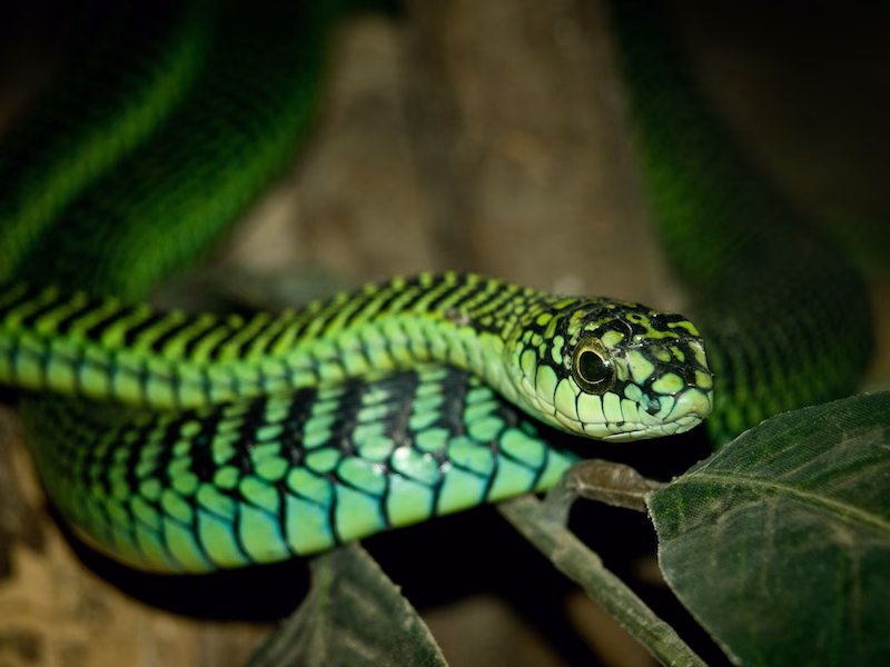 boomslang_William-Warby