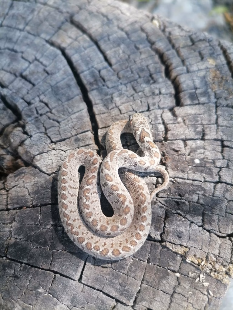 egg eater snake