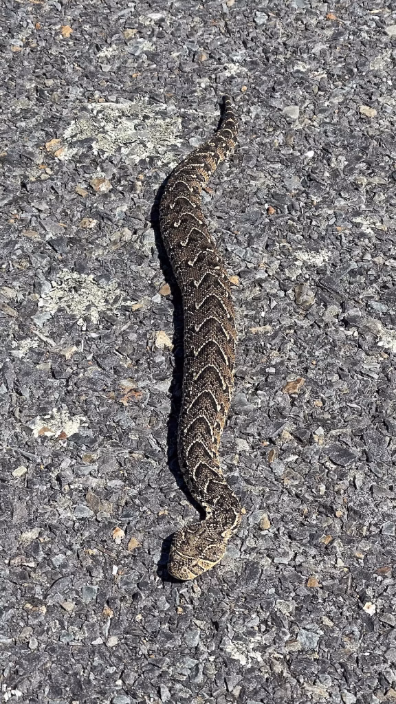 puff adder