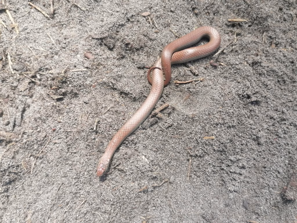 slug eater snake
