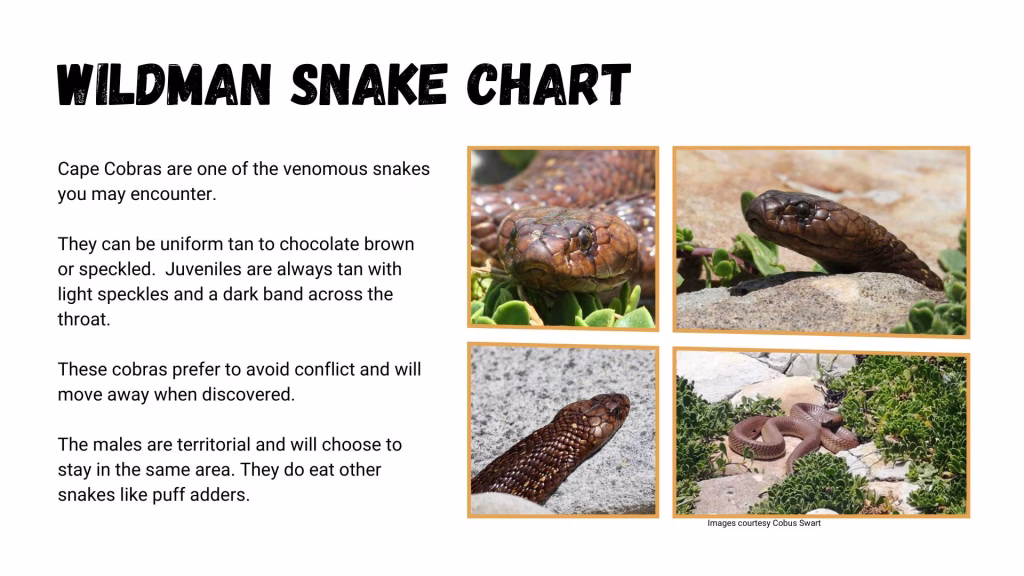 Snake Chart - Cape Cobra