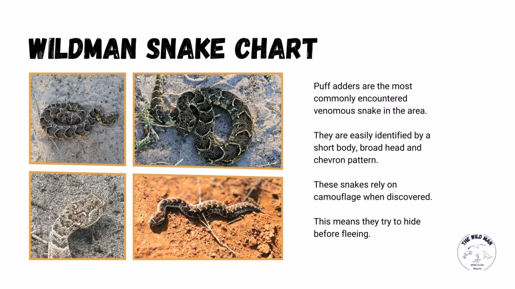 snake chart