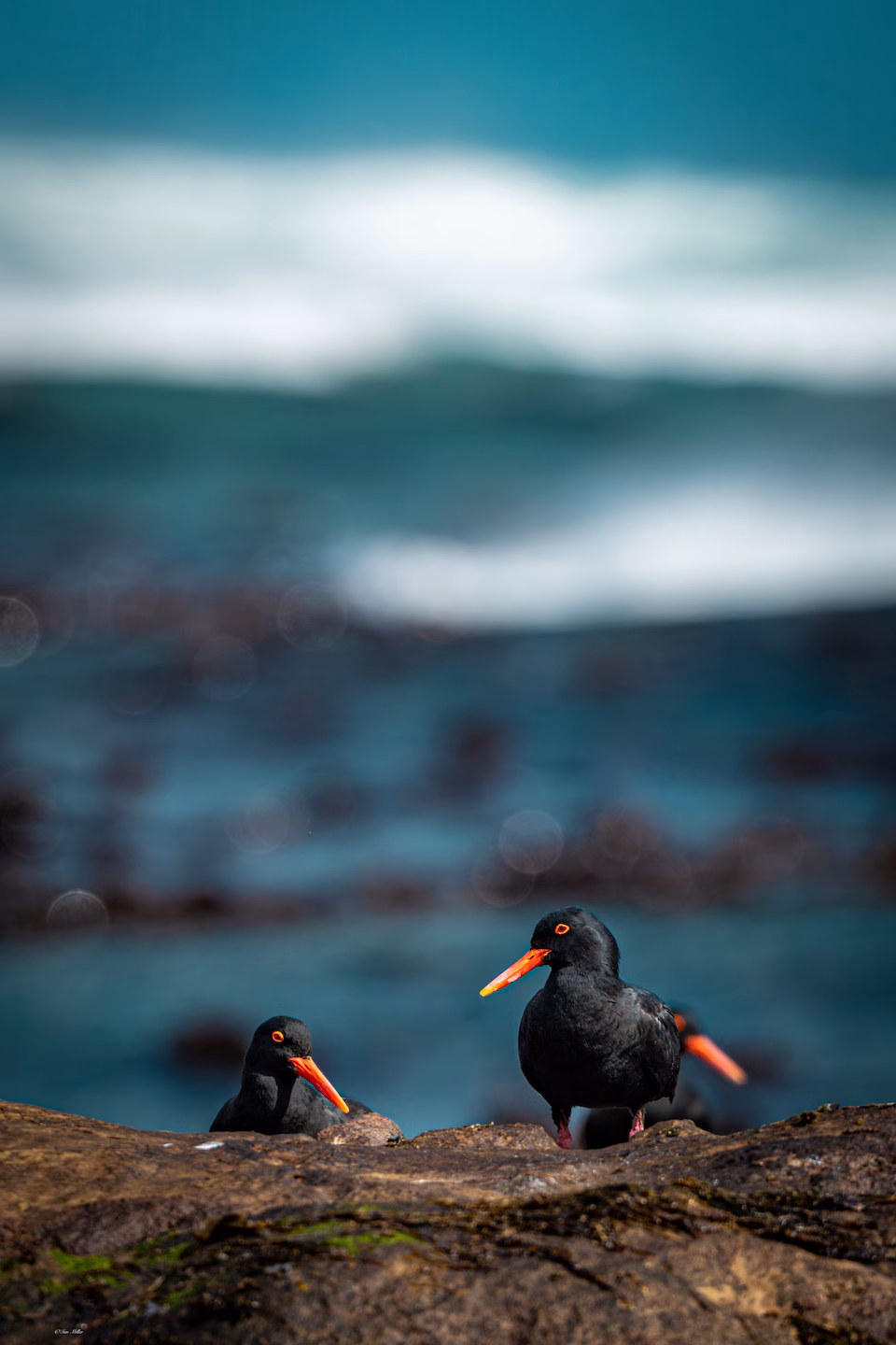 Tidewatchers – Ian G. Miller fine art photography print
