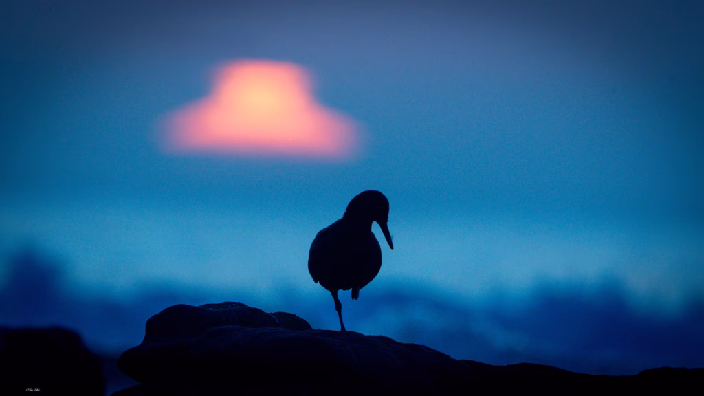 African black oystercatcher, Kommetjie