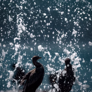 Cape Cormorants, Kommetjie