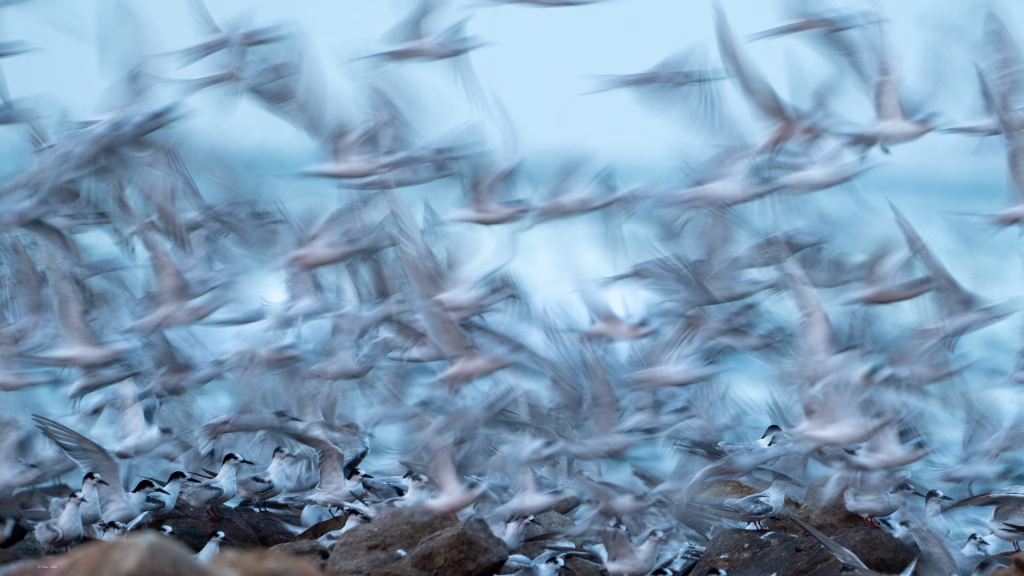 Common terns in flight
