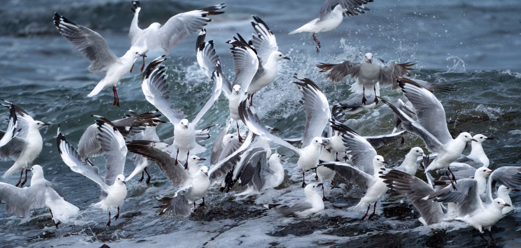 Hartlaub's Gull