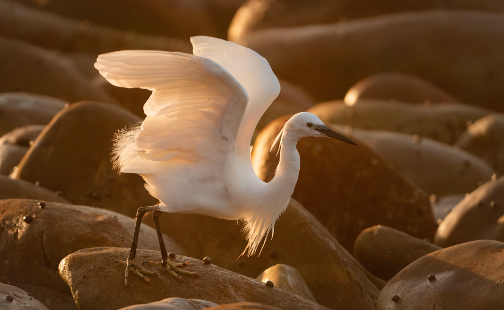 Little egret _photo by Ian G Miller