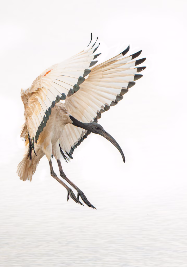 Sacred Ibis in flight, Kommetjie