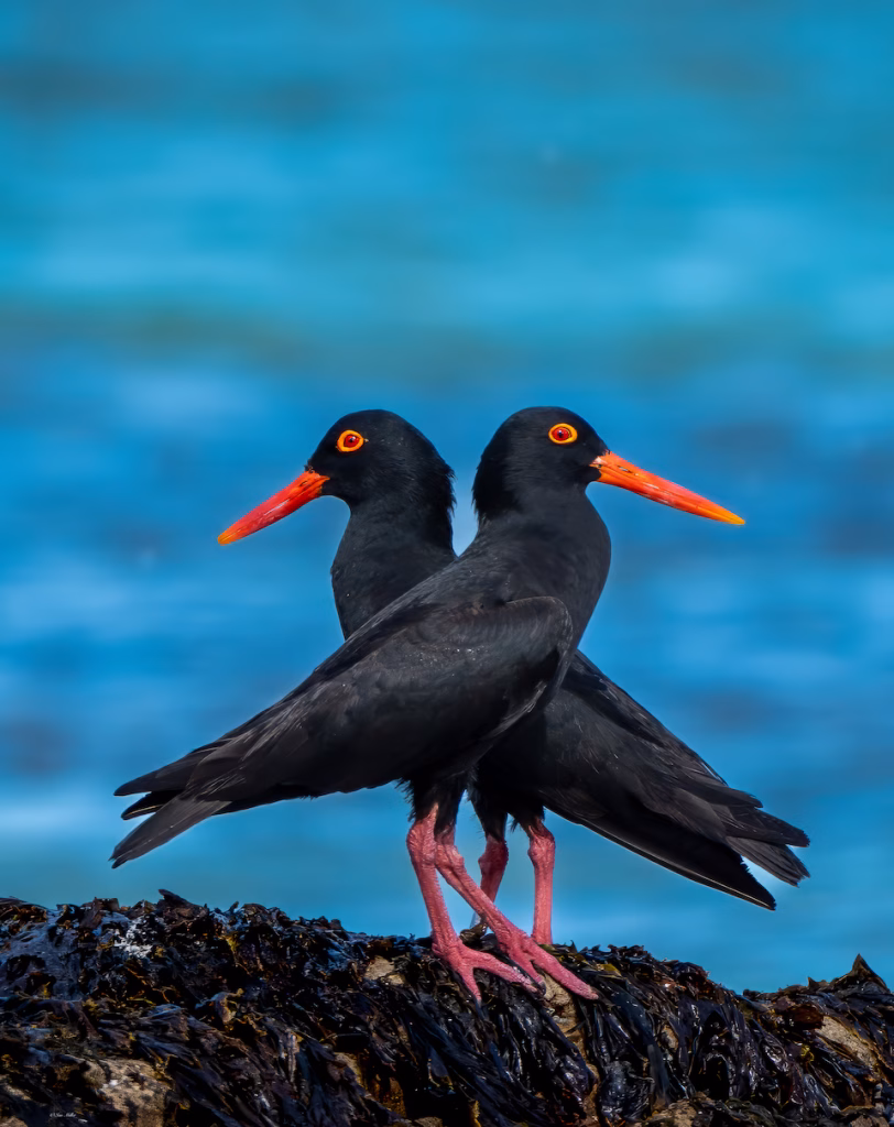 A pair of African Black Oystercatchers, Kommetjie