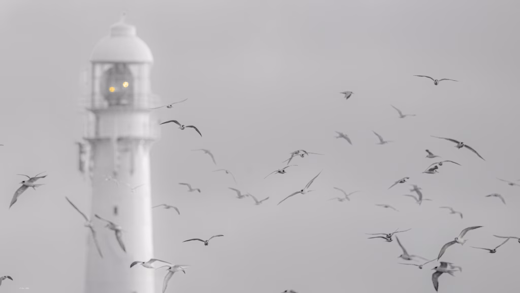 common terns, Slangkop Lighthouse, Kommetjie, photo by Ian G Miller