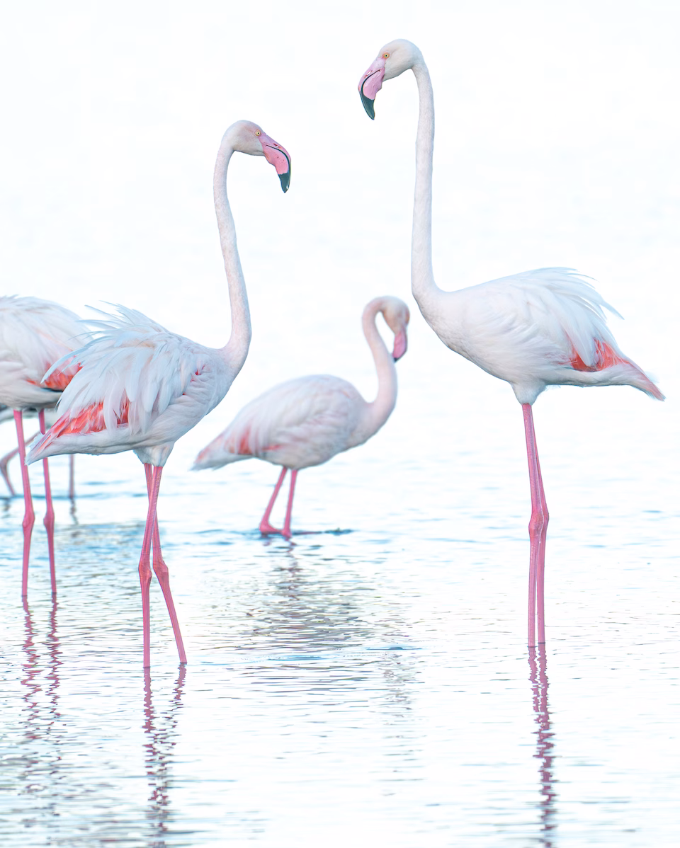 Grace in Pink – Ian G. Miller fine art photography print