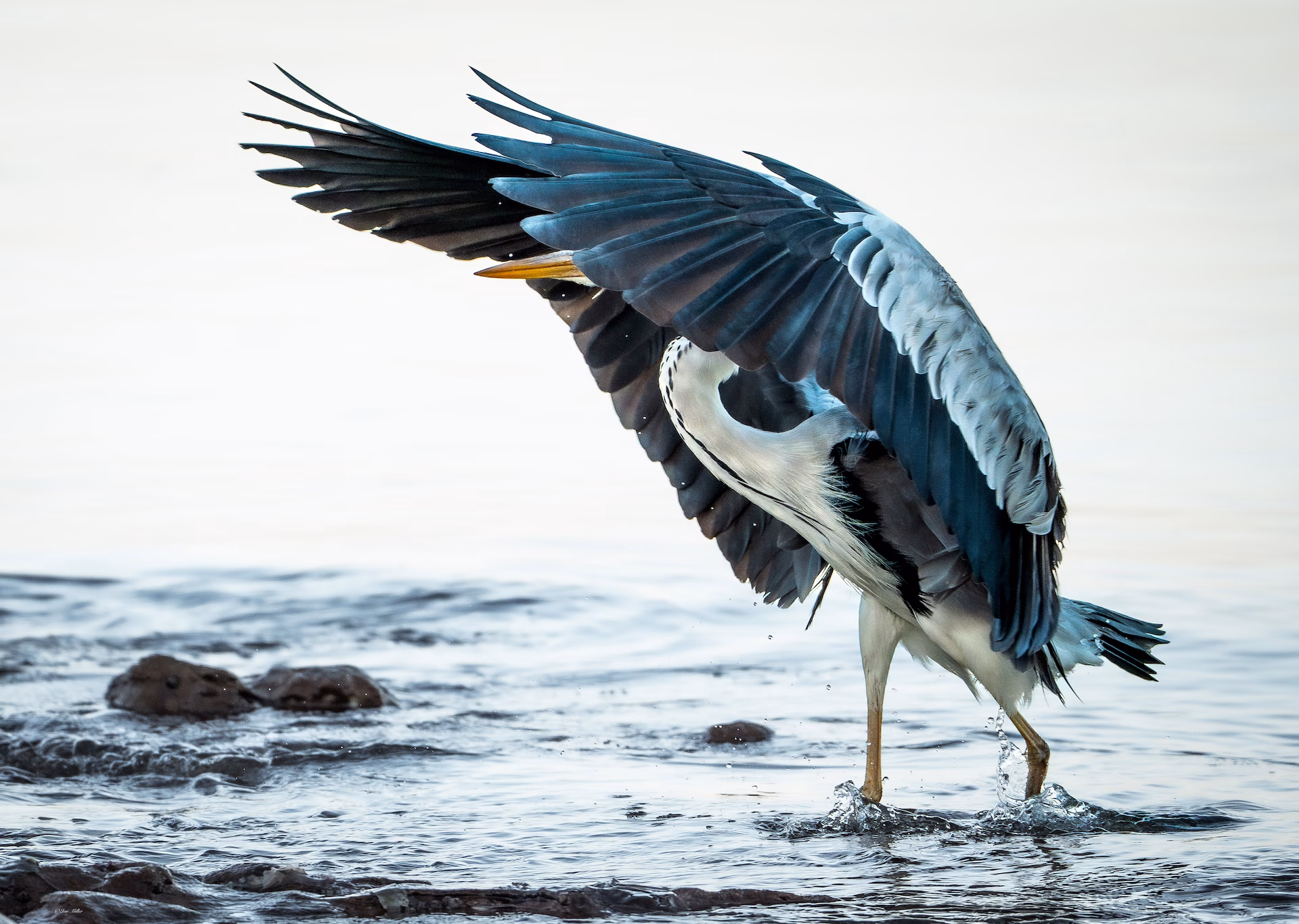 Grey Majesty – Ian G. Miller fine art photography print