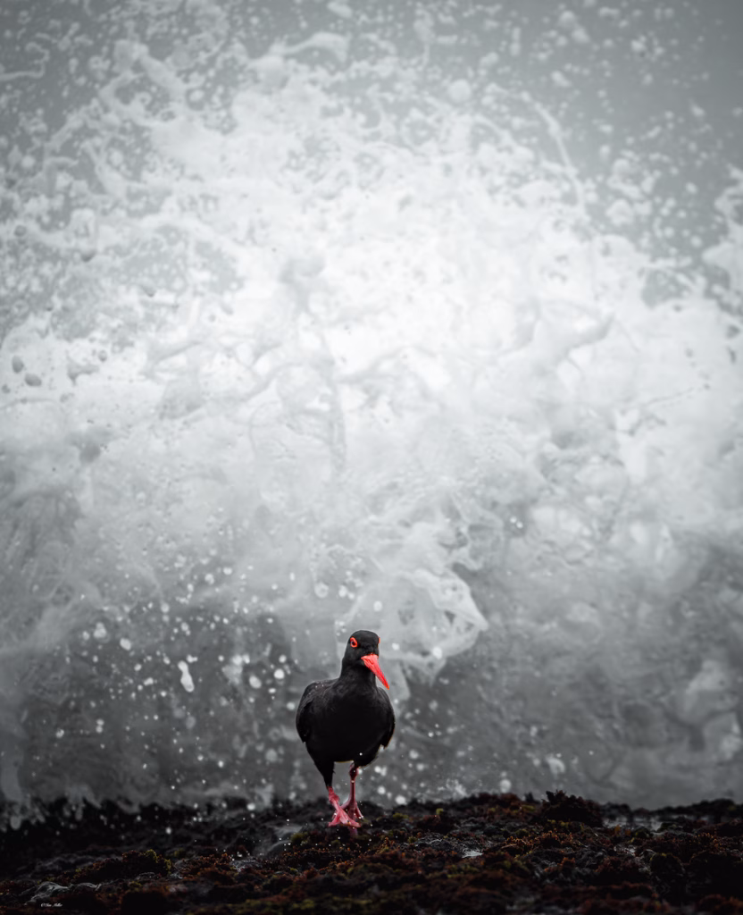 Black Oystercatcher and wave crashing