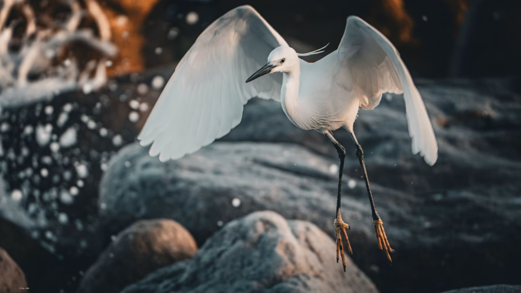 little egret_photo by Ian G Miller