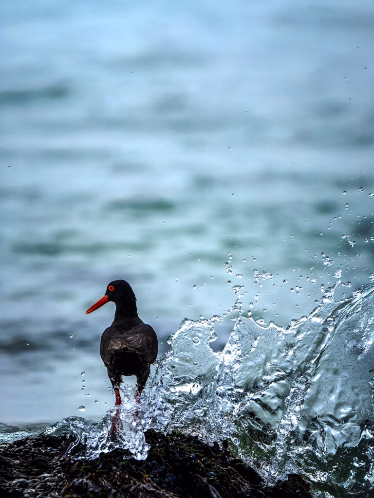 Black Oystercatcher sits in a crashing wave