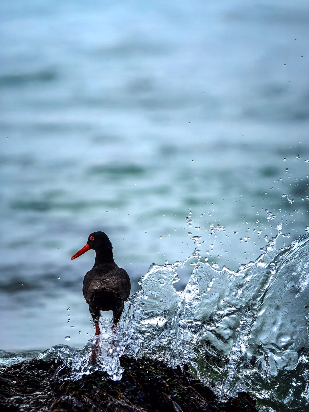 Crimson Beak and Splash – Ian G. Miller fine art photography print