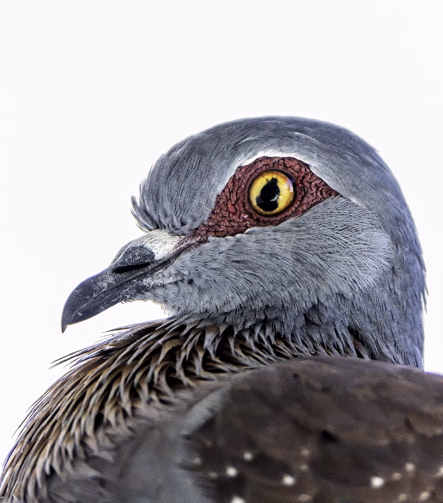 Speckled Pigeon