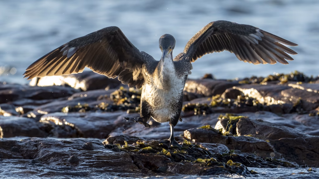 white breasted cormorant Kommetjie_photo by Ian G Miller