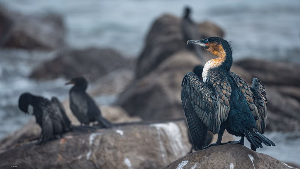 white breasted cormorant Kommetjie_photo by Ian G Miller