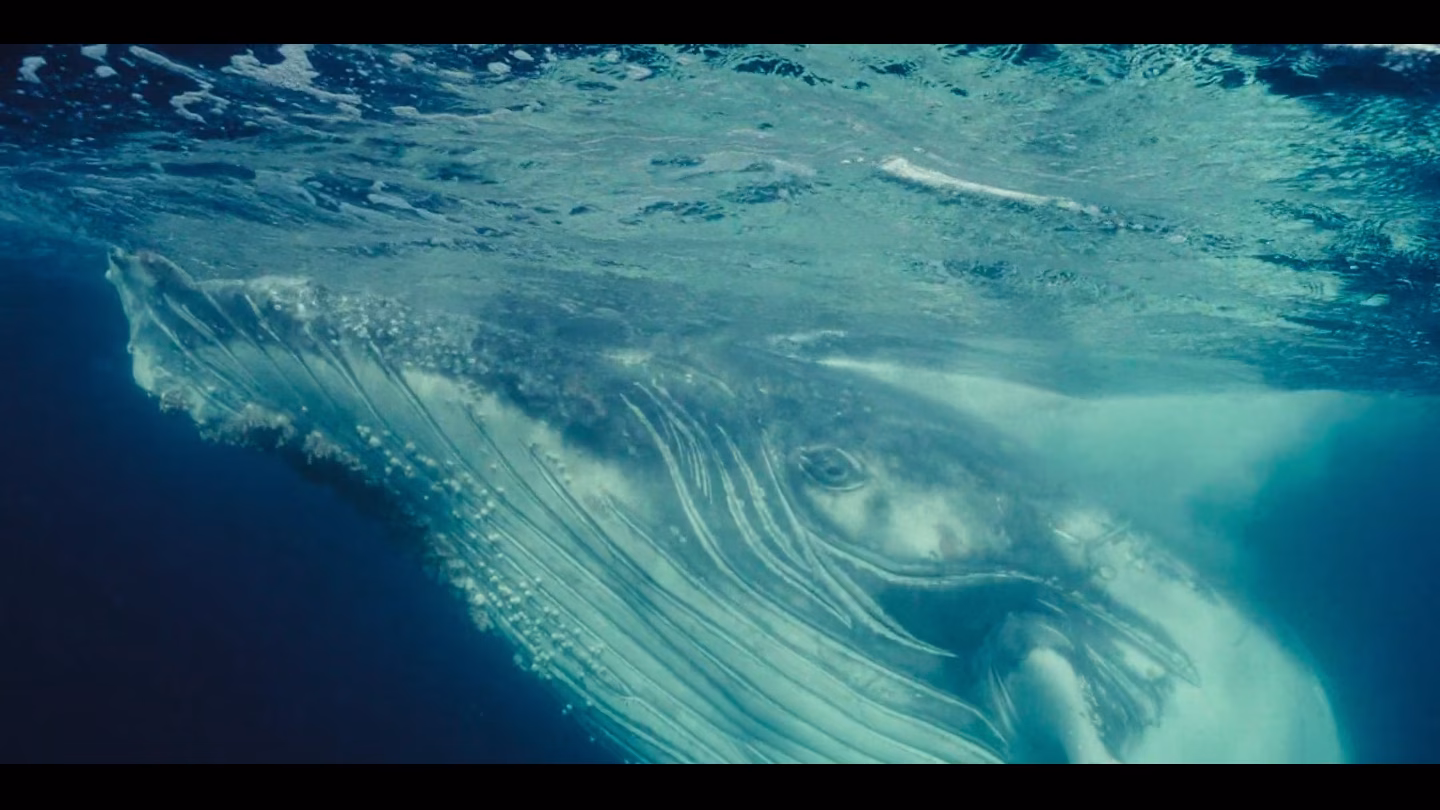 Where science and spirit meet: Kommetjie filmmaker follows the sardine run in The Greatest Soul on Earth