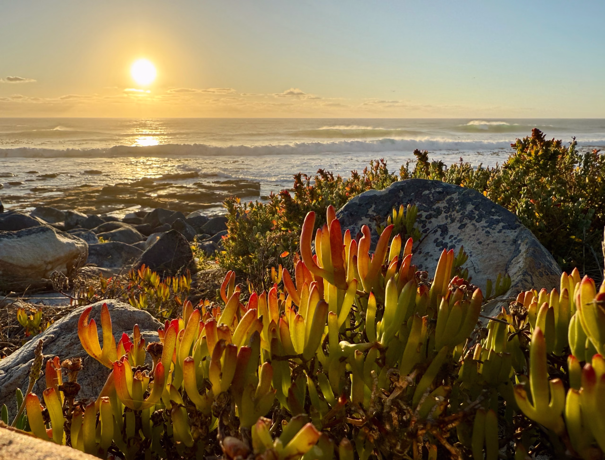 A guide to Cape Peninsula Coastal Gardening: A little bit of wild, with Tara Dalton