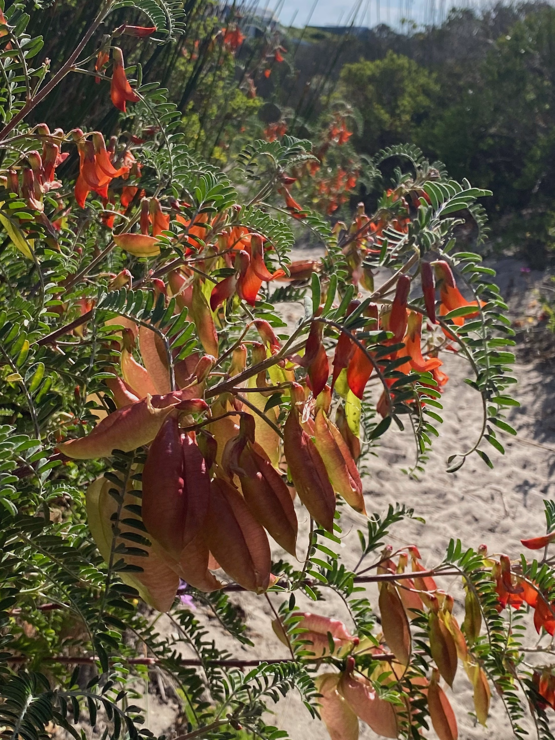 cancer bush