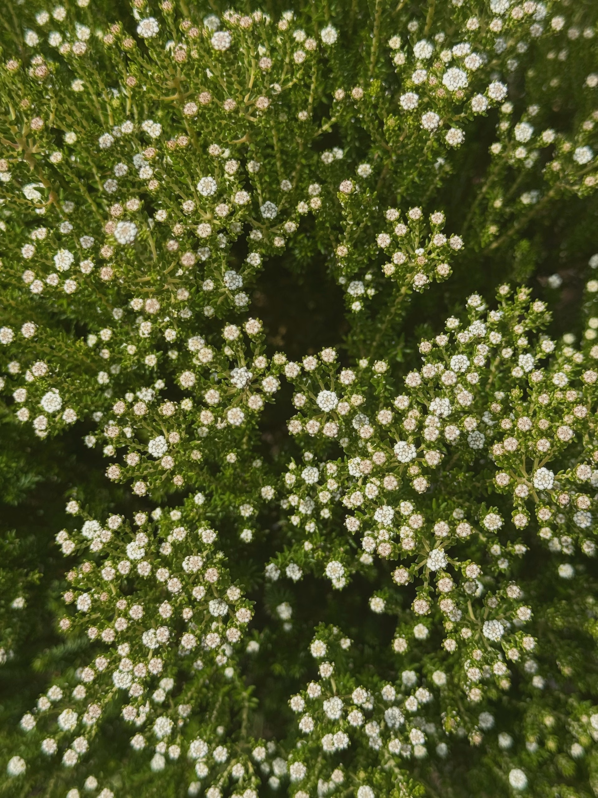 ericoides