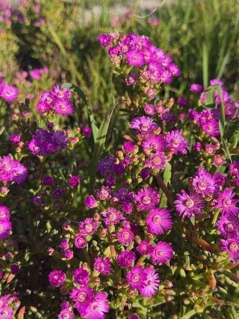 Ruschia macowanii